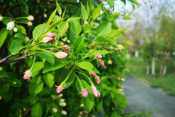 Obraz premium red and yellow flower