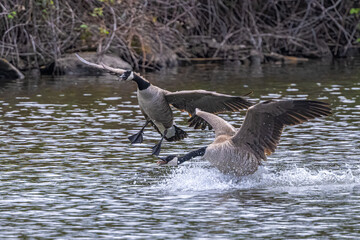 Canada Geese (Branta canadensis) Landing in the Water