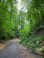 Obraz premium Hiking trail at Siebengebirge mountain range in Germany.