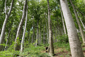 Low angle view of beautiful beech forest at Siebengebirge mountain range in Germany.