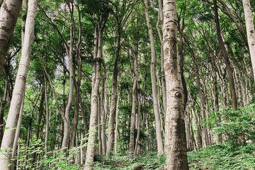 Fototapeta premium Low angle view of beautiful beech forest at Siebengebirge mountain range in Germany.