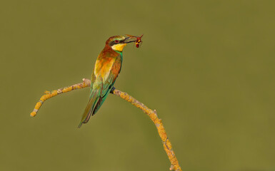 The Rainbow Bee-eater is perched on a tree branch. The bird comes from a bird family called Meropidae and is found in Turkey.