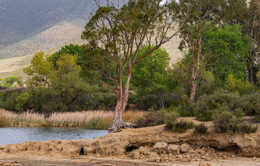 Fototapeta na wymiar Winchester, CA, USA - April 11, 2022: Skinner Lake. Red bark Eucalyptus trees on sandy shoreline with more green foliage in back. Reeds in water.