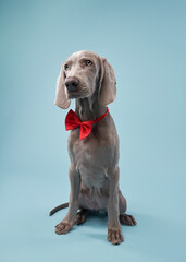 Funny dog in a red bow tie. Happy Weimaraner puppy on a blue background