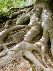 Thick roots of a beech tree.