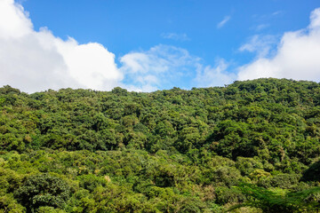 Fototapeta na wymiar lush green tropical rainforest in Brazil, blue sky on background