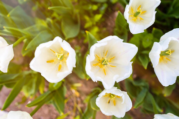 close-up of white tulips under the rays of the sun