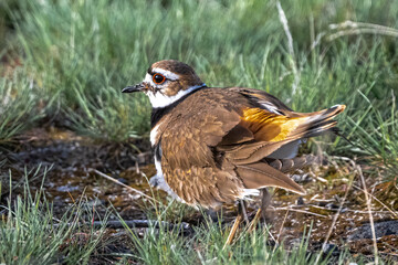 Killdeer (Charadrius vociferus) on the Watch