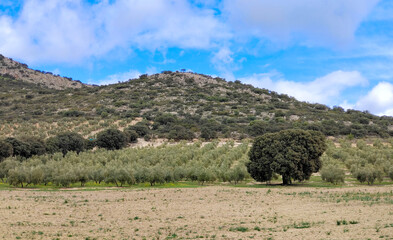 Fototapeta na wymiar Spanish olive trees