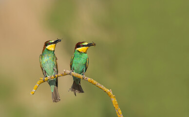 two bee-eaters perched on a tree branch. The bird comes from a bird family called Meropidae and is found in Turkey.
