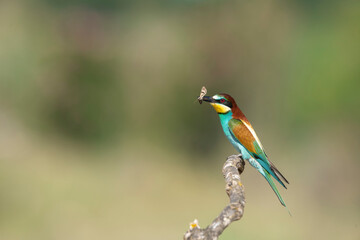 The Rainbow Bee-eater is perched on a tree branch. The bird comes from a bird family called...