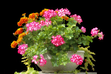 beautiful pot of red and pink geraniums, illuminated by the sun, on a black background
