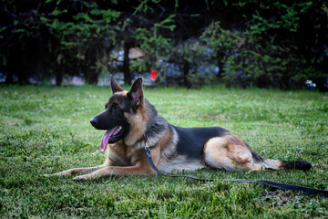 A German Shepherd dog is resting after a walk on the grass