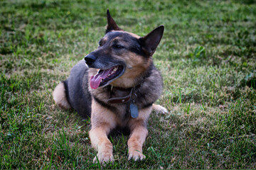 A German Shepherd dog is resting after a walk on the grass