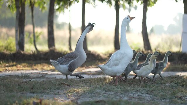 family of goose duck are walking in animal bird farm, nature wildlife having wing feather and beak, outdoor day shot in slow motion walk, grazing a grass and pet food