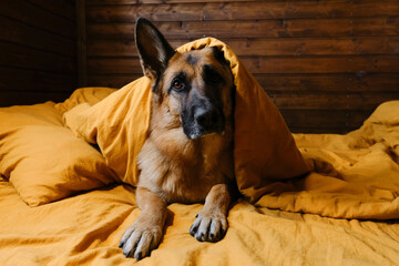 Concept animals live like humans. German Shepherd is lying in bed on yellow bed linen, covered with...