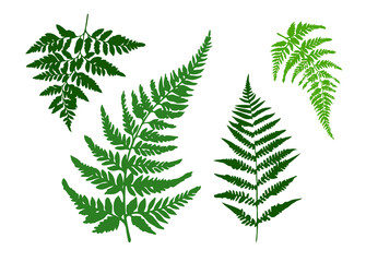 fern leaf isolated on white © Kateryna Karpenko