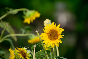 Extra large sunflower in close up.