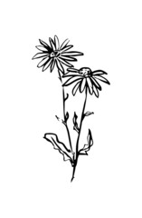 black and white flower