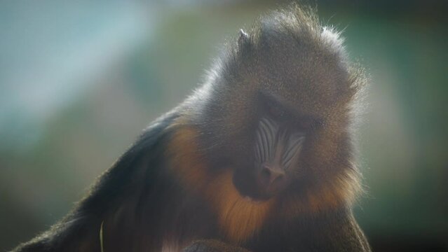 Beautiful close up of a mandrill looking around against natural blurred background. Slow motion. 