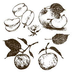 Set of images of apples, hand drawn on a white background.. Vintage. Lines have the effect of aging. Vector. EPS10