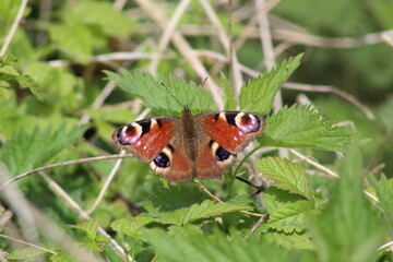 Peacock butterfly