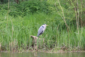 Great blue heron on the riverside