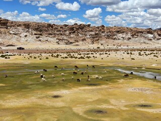 Eine Herde Lamas und Alpakas am grasen
