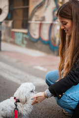 Cute white puppy giving his paw to owner while they are in the street.