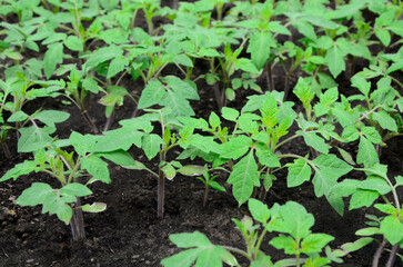 Young tomato organic seedlings growing in garden, greenhous, glasshouse in spring. Concept of ecology, cultivation, agriculture.