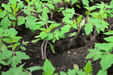 Young tomato organic seedlings growing in garden, greenhous, glasshouse in spring. Concept of ecology, cultivation, agriculture.