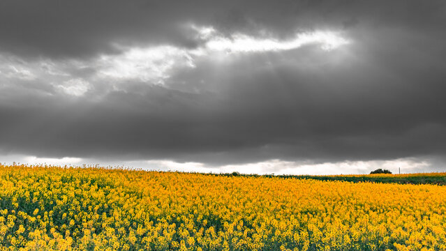 A field of jaramago flowers in a teal tone, with a totally cloudy and dark-gray sky, with some sun rays.