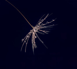 Macro image of dandelions with morning dew, raindrops, on a blue blurred spring background, selective focus. Calmness and inspirational concept, dandelion close-up
