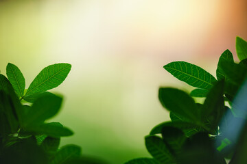 Beautiful nature view green leaf on blurred greenery background under sunlight with bokeh and copy space using as background natural plants landscape, ecology wallpaper concept.