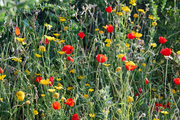 The red anemone flower belongs to the buttercup family and is a perennial herbaceous plant