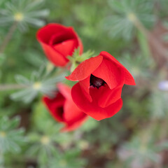 Fototapeta premium The red anemone flower belongs to the buttercup family and is a perennial herbaceous plant