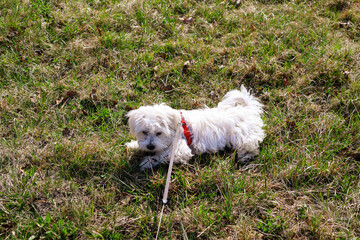 Naklejka na ściany i meble A young 4 month old Maltese Dog lying with a rope on a field and waiting for playing