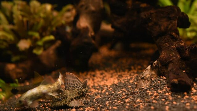 Aquarium feeding time (Pleco, Garra rufa, Corydoras, ...)
