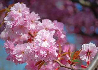 Fototapeta na wymiar Japanische Nelkenkirsche, Prunus serrulata, Blüten im Frühling