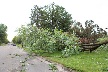 storm damage aftermath. Damaged tree by hurricane wind after storm. storm damage tree. Tree's down...