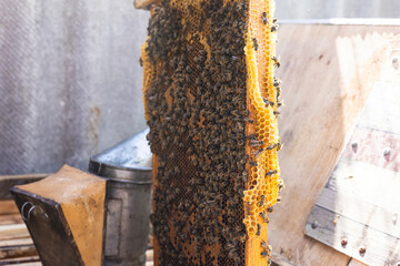 Beekeeping, beekeeper holding a frame with bees, close up on a background of smoke