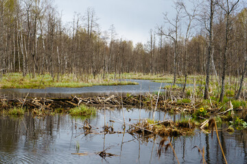 Landscape of a spring river in a forest with a contrasting sky