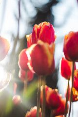 Fototapeta premium A lot of red tulips with yellow edges, on which the rays of the sun fall beautifully. Tulips close-up from a lower angle. Beautiful spring park with lots of flowers at sunset.