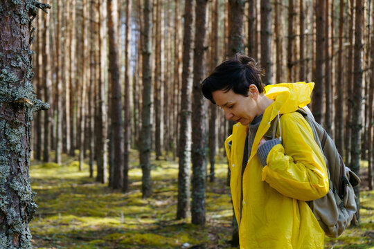 A young woman in a yellow raincoat walks through a spring pine forest and looks down