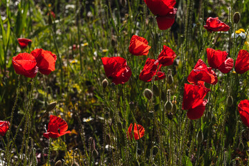 Obraz premium Campo de amapolas silvestre