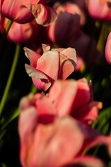 Lots of beautiful pink tulips that are already fading. Beautiful spring park with lots of flowers at sunset. Triumph-tulips.