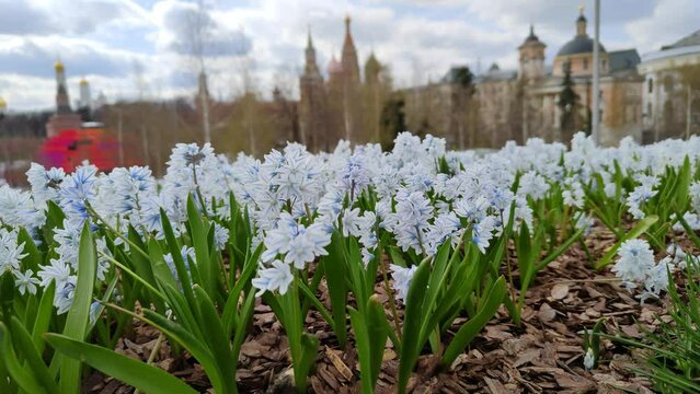 Beautiful flowers in the city park. The plant Puschkinia of the Scilloideae subfamily of the Asparagus family. Blue-white flowers are swaying in the wind. 4k, footage, horizontal video