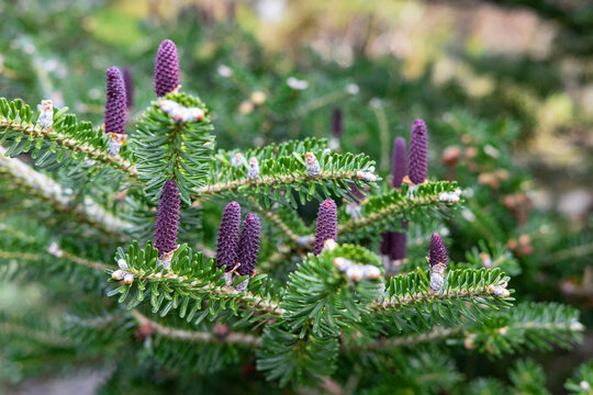 Korean blue emperor larch, also known as Korean fir or Abies koreana displaying colorful purple cones holding upright along lush green brunches, young evergreen coniferous tree grown for its beauty