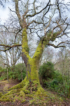 Majestic old tree with visible roots and dry brunches covered in green moss forming an ample tree fork, low angle woodland scene with focus on one single imposing tree standing tall against the sky