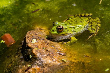Green-skinned frog resting in the sun on a water lily leaf in a pond.